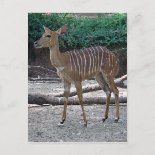 Lesser Kudu Vykort