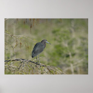 Lesser nationalpark för blåttHeronEverglades Poster