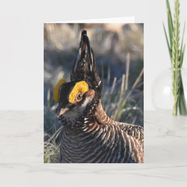Lesser Prairie Chicken Kort (Framsida)