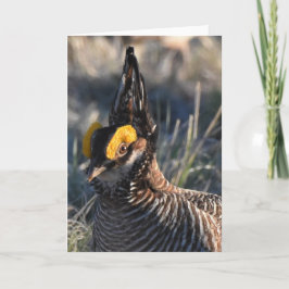 Lesser Prairie Chicken Kort