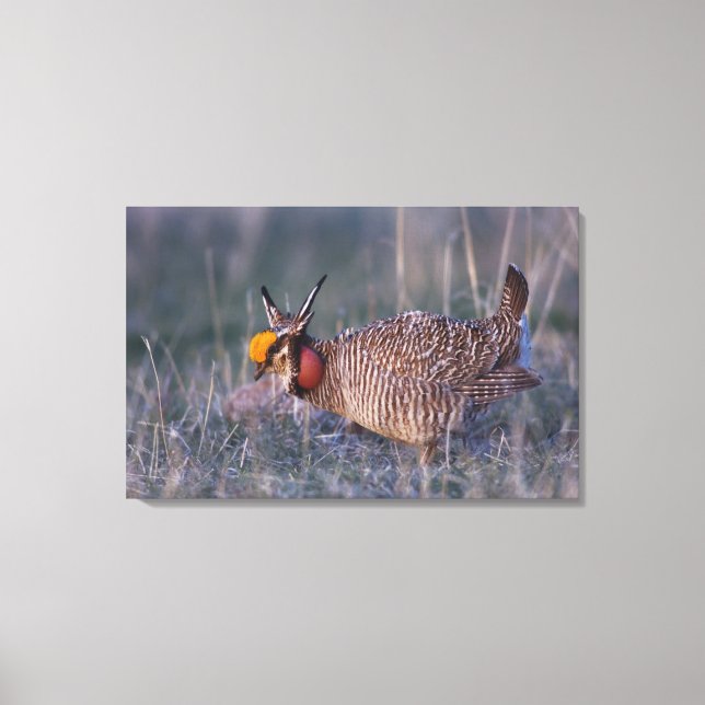 Lesser Prairie-Chicken, Tympanuchus Canvastryck (Framsida)