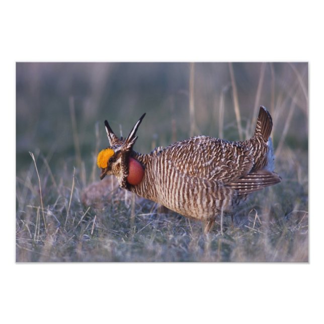 Lesser Prairie-Chicken, Tympanuchus Fototryck (Framsidan)