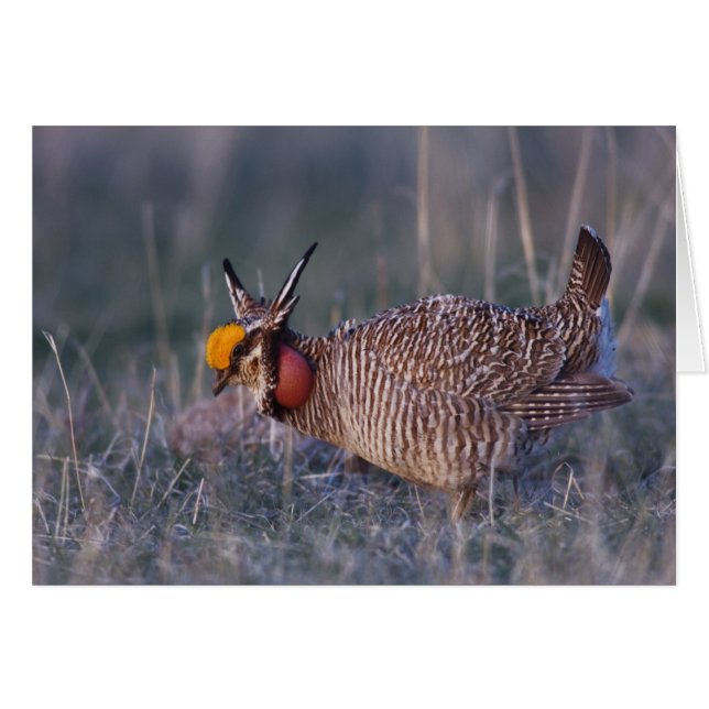 Lesser Prairie-Chicken, Tympanuchus Hälsningskort (Framsidan Horizontal)