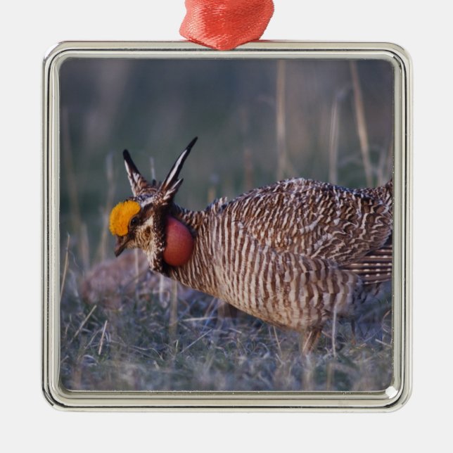 Lesser Prairie-Chicken, Tympanuchus Julgransprydnad Metall (Framsidan)