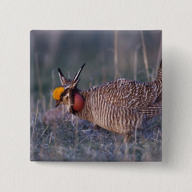 Lesser Prairie-Chicken, Tympanuchus Knapp (Framsida)