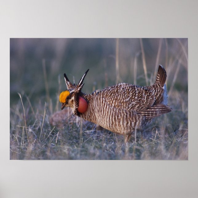 Lesser Prairie-Chicken, Tympanuchus Poster (Framsidan)