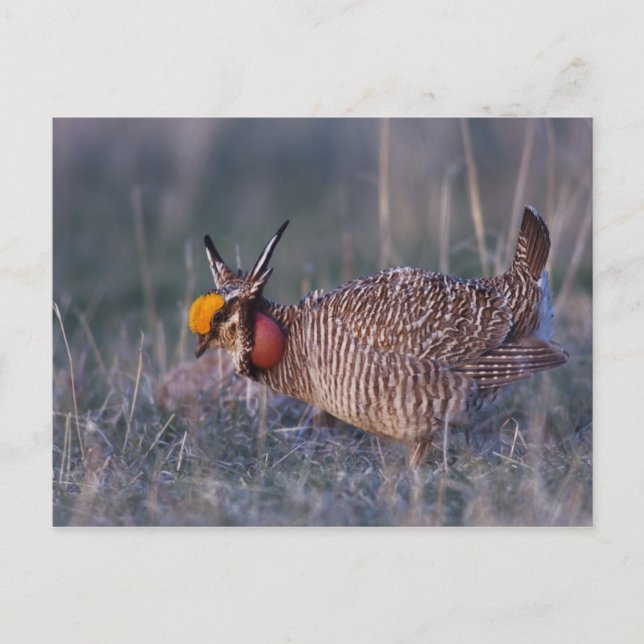 Lesser Prairie-Chicken, Tympanuchus Vykort (Framsida)