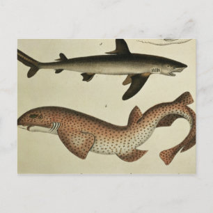 Lesser prickiga Dogfish Vykort