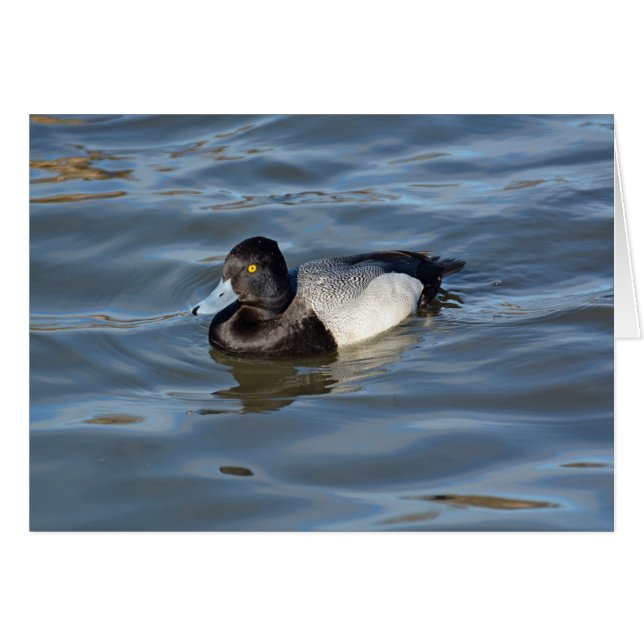 Lesser Scaup Anka Hälsningskort (Framsidan Horizontal)