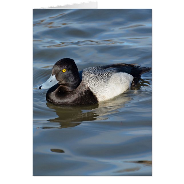 Lesser Scaup Anka Hälsningskort (Framsidan)