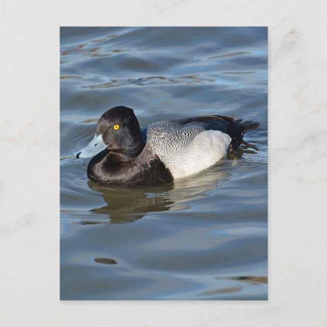 Lesser Scaup Anka Vykort (Framsida)
