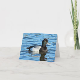 Lesser Scaup - Bluebill Anka Drake Kort