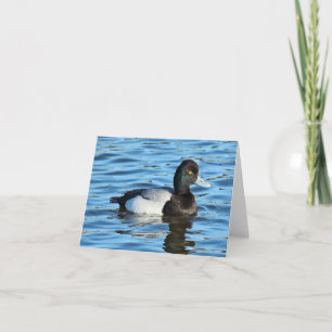 Lesser Scaup - Bluebill Anka Drake Kort