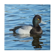 Lesser Scaup - Bluebill ankadrake