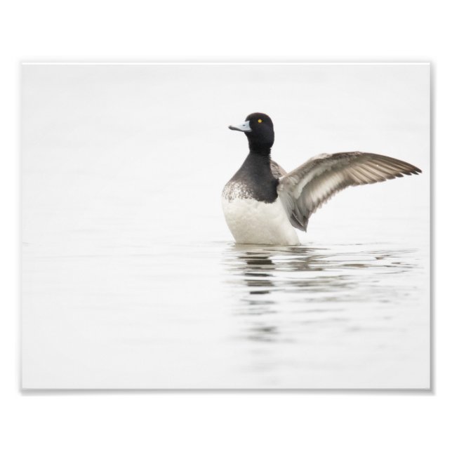 Lesser Scaup i Bay Fototryck (Framsidan)