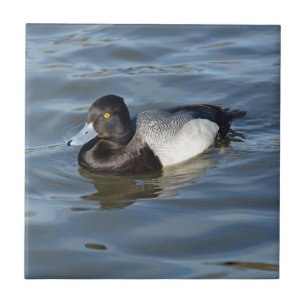 Lesser Scaupanka Kakelplatta