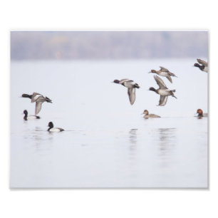 Lesser Scaups Anka på bukten Fototryck