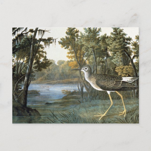 Lesser Yellowlegs Vykort (Framsida)