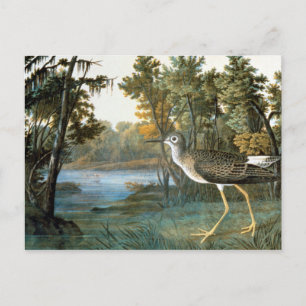 Lesser Yellowlegs Vykort