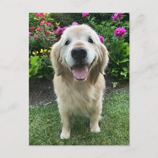 Lettande Golden Retriever med blommor Tack Vykort (Framsida)