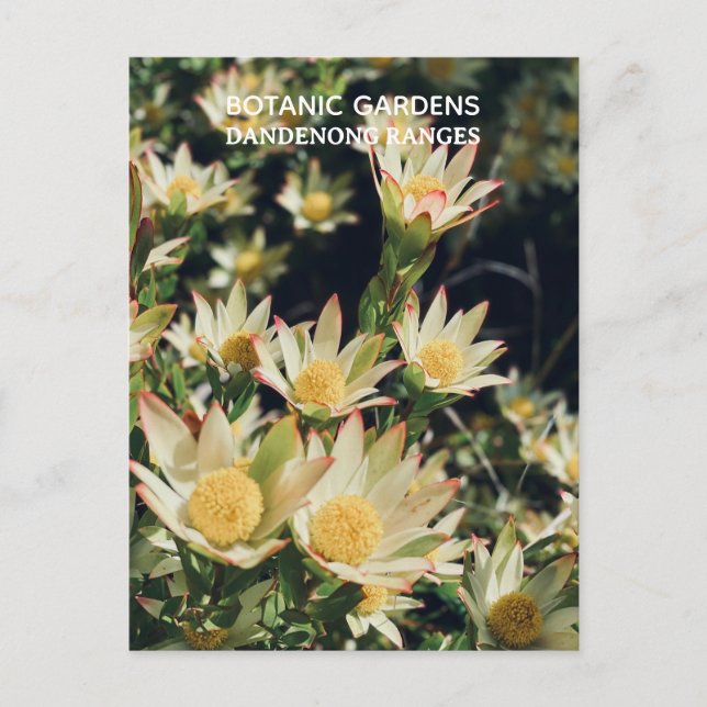 Leucadendron, Dandenong botaniska trädgård, Victor Vykort (Framsida)