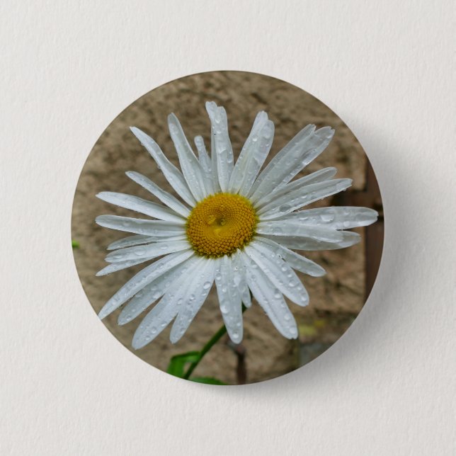 Leucanthemum Bloom Badge Knapp (Framsida)