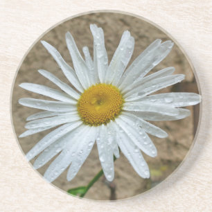 Leucanthemum Bloom Underlägg