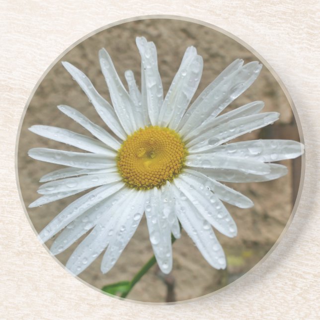 Leucanthemum Bloom Underlägg (Framsidan)