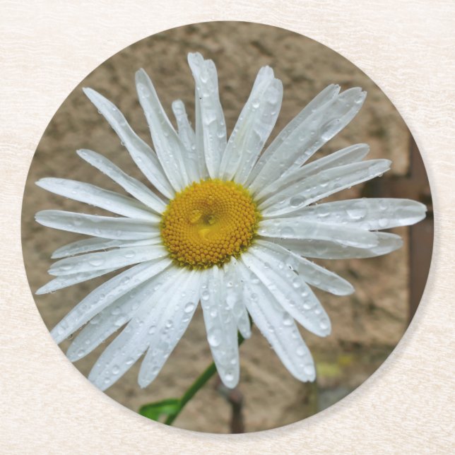 Leucanthemum Bloom Underlägg Papper Rund (Framsidan)