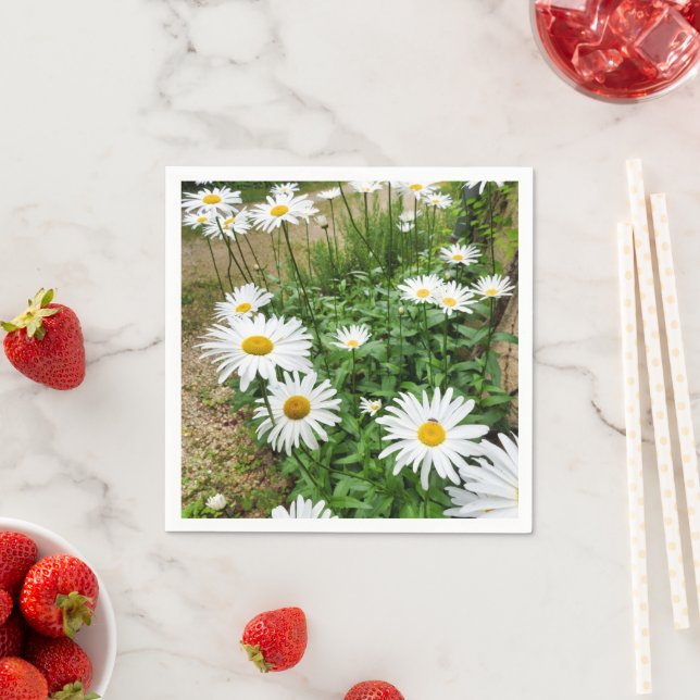 Leucanthemum Blooms Pappra blöjor Pappersservett (Insitu)