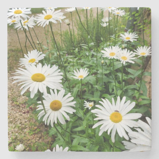 Leucanthemum Blooms Stenunderlägg (Framsidan)