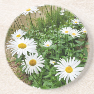 Leucanthemum Blooms Underlägg