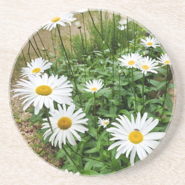 Leucanthemum Blooms Underlägg (Framsidan)