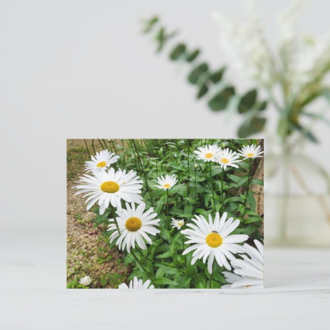 Leucanthemum Blooms Vykort (Stående Fram)
