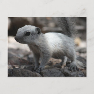 Leucist White Squirrel-vykort Vykort