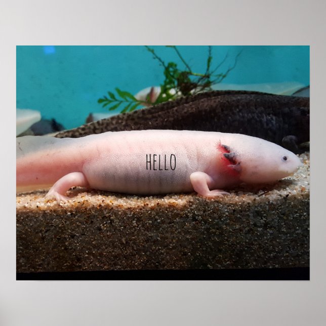 Leucistic Axolotl Poster (Framsidan)