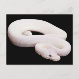 Leucistic Boll Python Vykort