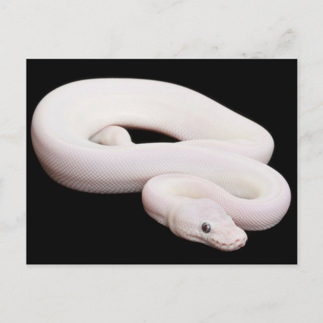 Leucistic Boll Python Vykort (Framsida)