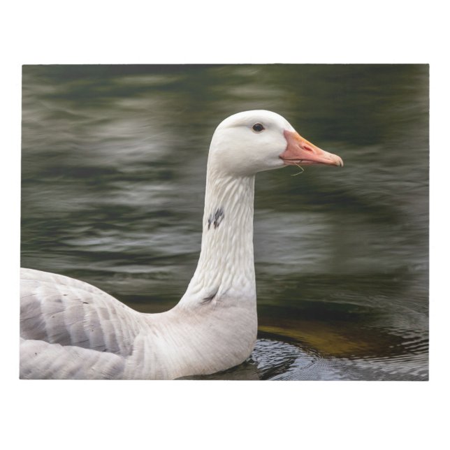 Leucistic Canadian Goose Anteckningsblock (Framsida)