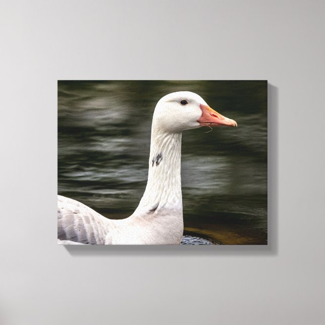 Leucistic Canadian Goose Canvastryck (Framsida)
