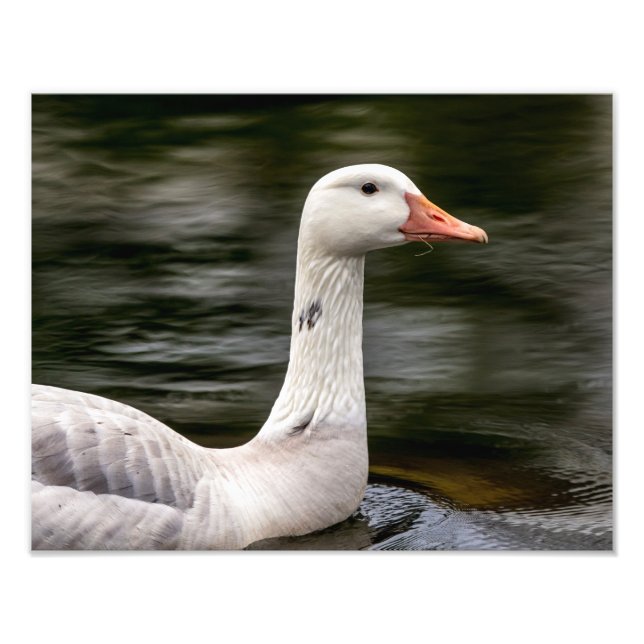 Leucistic Canadian Goose Fototryck (Framsidan)