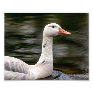 Leucistic Canadian Goose Fototryck