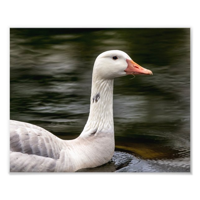 Leucistic Canadian Goose Fototryck (Framsidan)