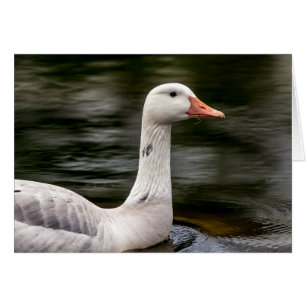 Leucistic Canadian Goose Hälsningskort