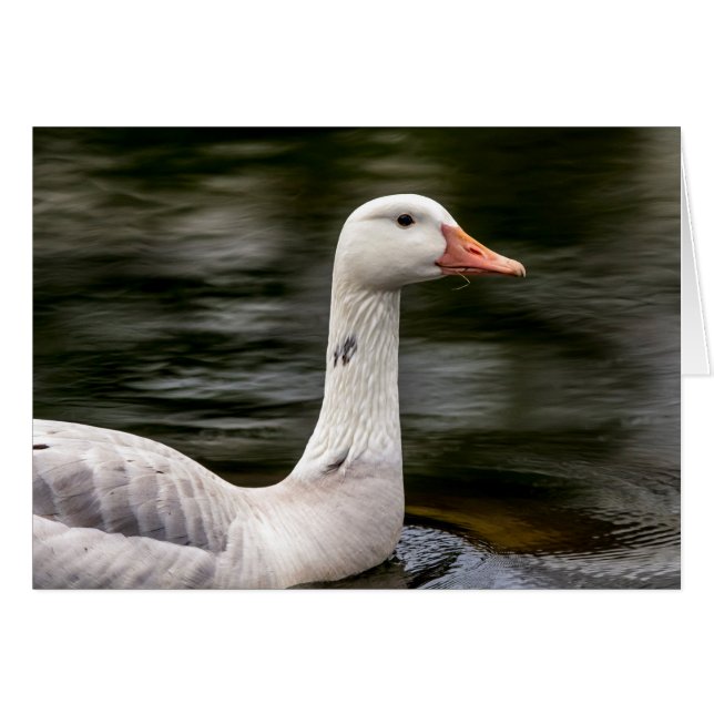 Leucistic Canadian Goose Hälsningskort (Framsidan Horizontal)