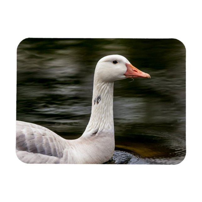 Leucistic Canadian Goose Magnet (Horisontell)