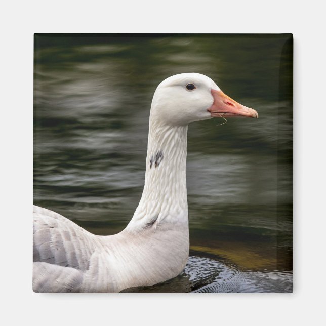Leucistic Canadian Goose Magnet (Framsidan)