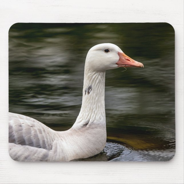 Leucistic Canadian Goose Musmatta (Framsidan)