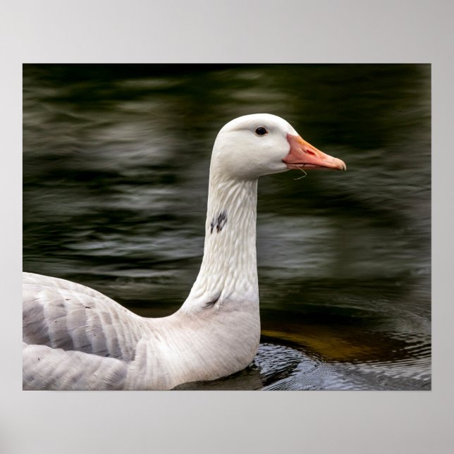 Leucistic Canadian Goose Poster (Framsidan)