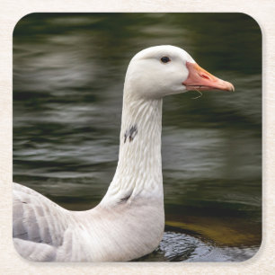 Leucistic Canadian Goose Underlägg Papper Kvadrat